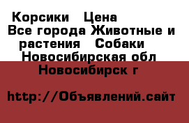 Корсики › Цена ­ 15 000 - Все города Животные и растения » Собаки   . Новосибирская обл.,Новосибирск г.